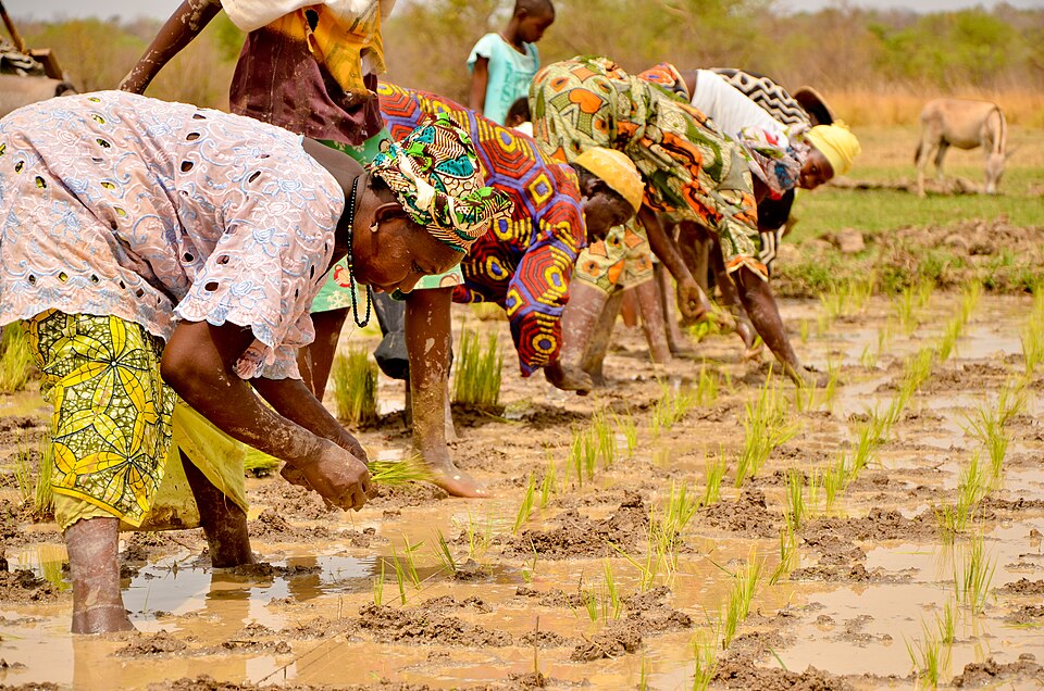 Rwanda : la Coordination Nationale s'engage pour la reforestation